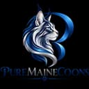 Pure Maine Coons Logo